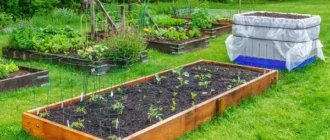 Сад і город: як перетворити ділянку на джерело вітамінів