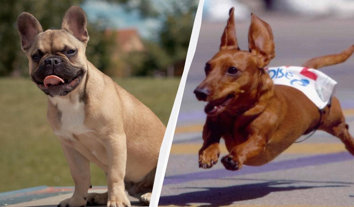 Маленькі породи собак - список / колаж УНІАН, фото Вікіпедія / 