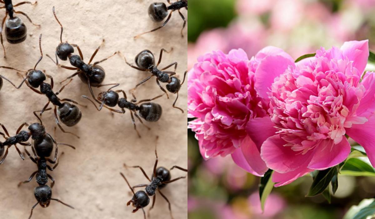 Садівниця розповіла, чи шкідливі мурахи для півоній у саду / колаж УНІАН, фото ua.depositphotos.com, pixabay.com