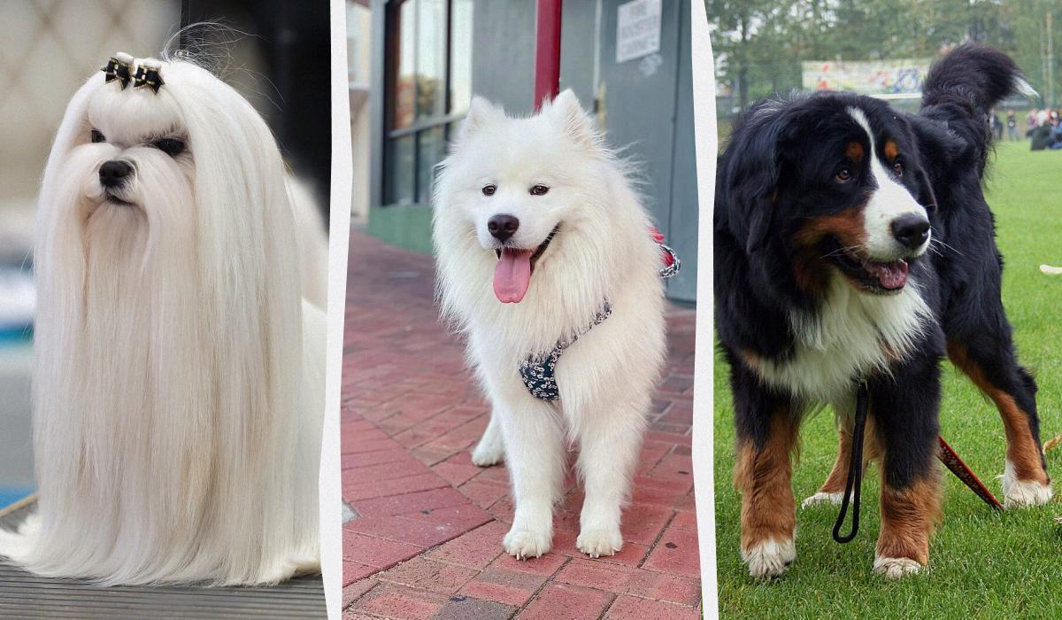 Зокрема до цього рейтингу увійшли мальтійська болонка, самоїд та бернський зенненхунд / колаж УНІАН, фото Вікіпедія