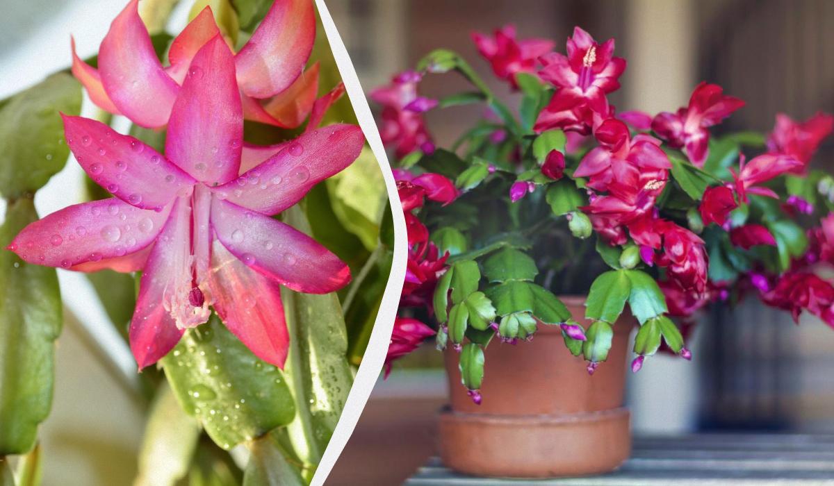 колаж УНІАН, фото Pixabay, ua.depositphotos.com