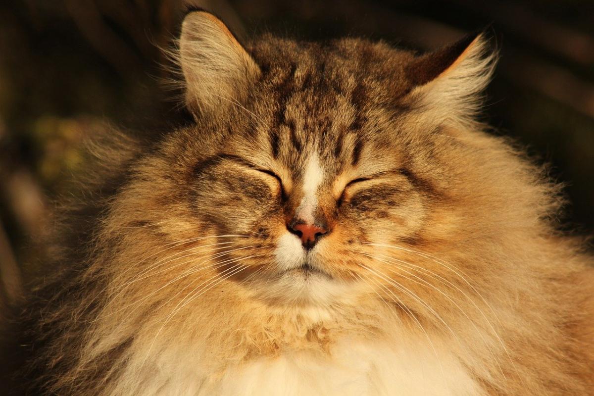 Одфото Pixabay