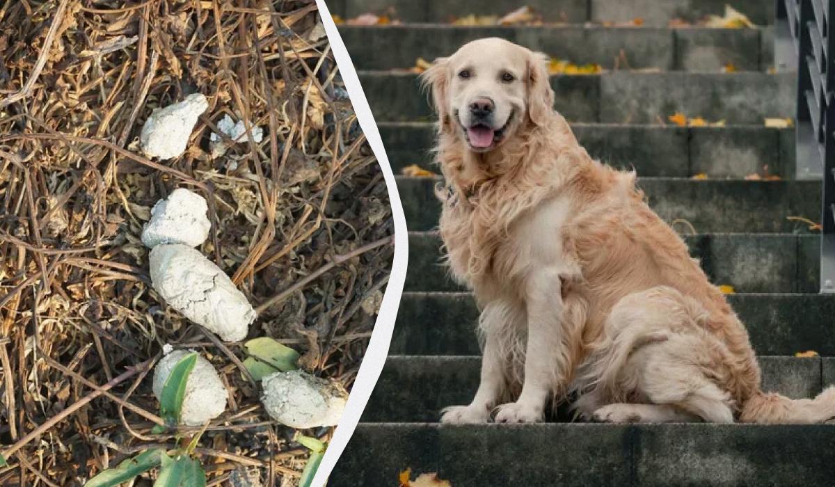 Чому більше немає білих собачих фекалій