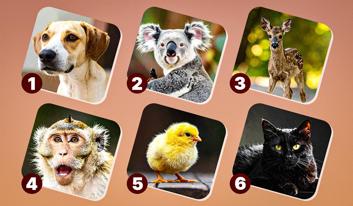 тест на риси характеру