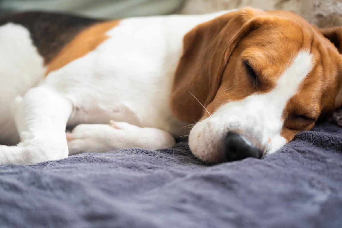 Які собаки найбільше сплять та дрімають: ветеринар назвала 5 порід