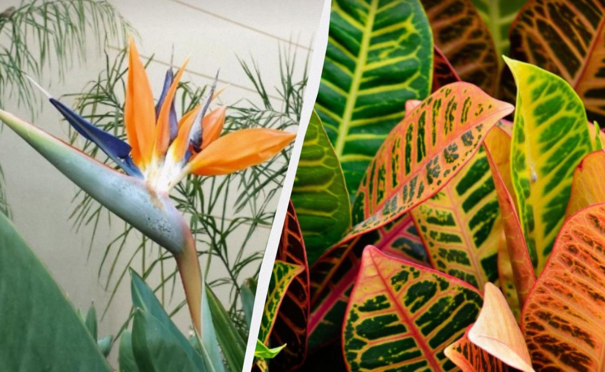 Які рослини не варто вирощувати у квартирі: експерти назвали 7 проблемних вазонів