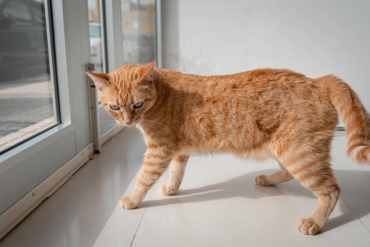 чому у кота мішечок на животі