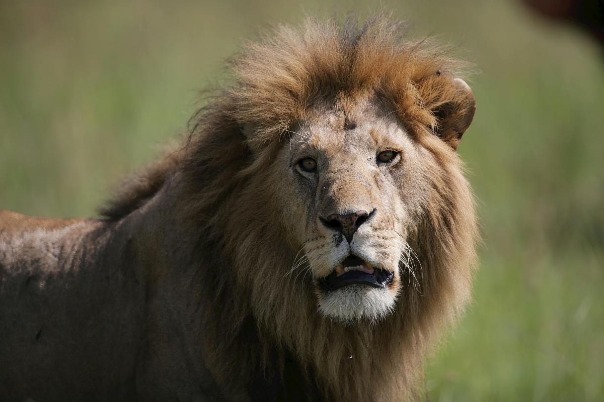 Cправжні захисники: названо 5 порід собак, які були виведені для боротьби з левами