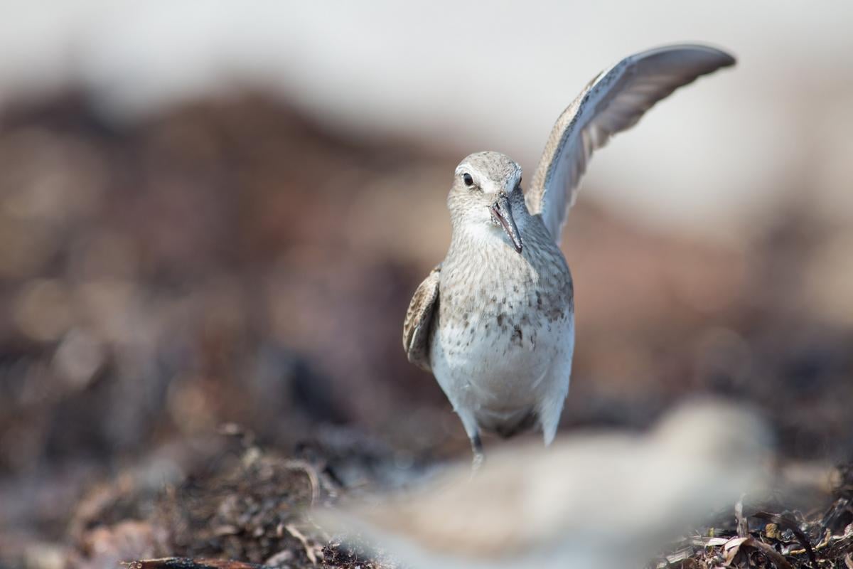 У світі є птах, який може пролетіти понад 13 000 км без зупинки: як йому це вдається