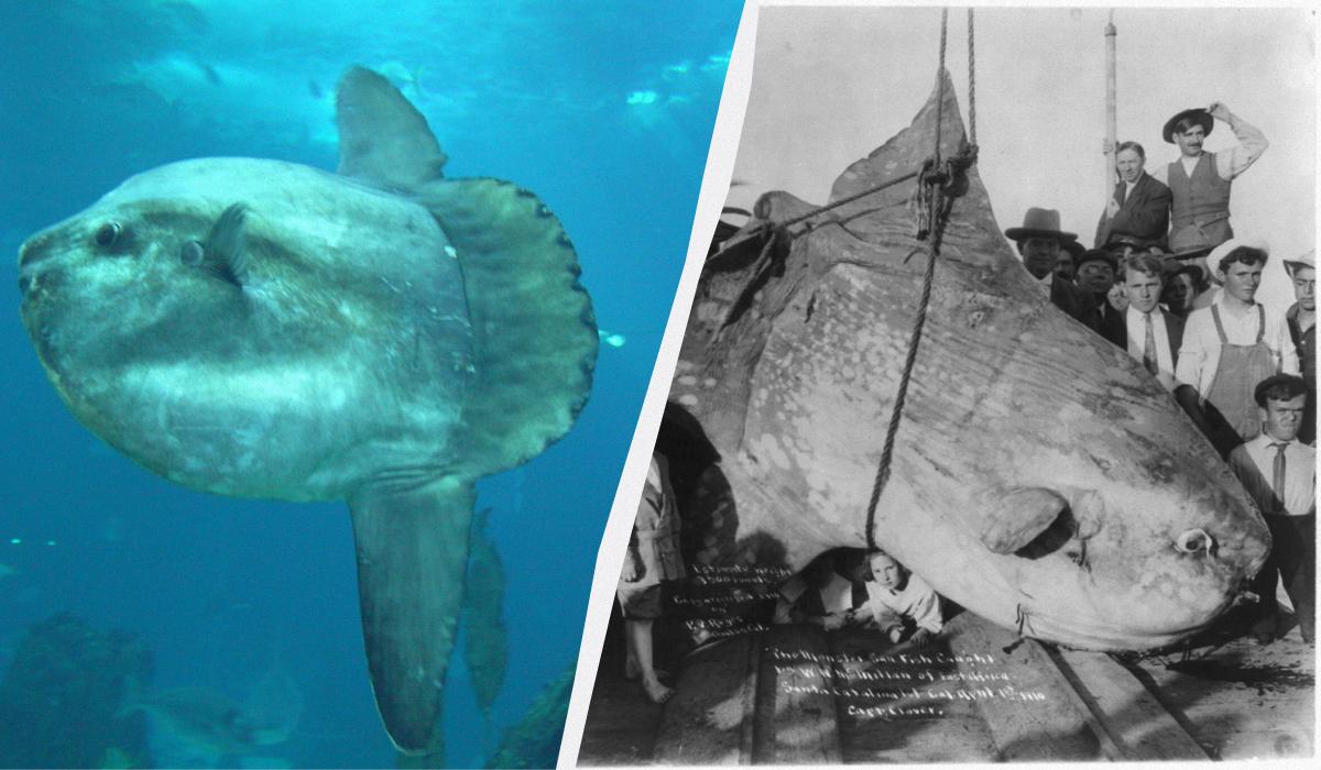 місяць риба