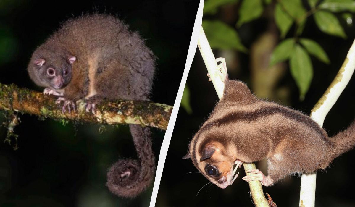 Цих сумчастих вважали вимерлими вже тисячі років: перевідкрити їх допомогли корінні народи