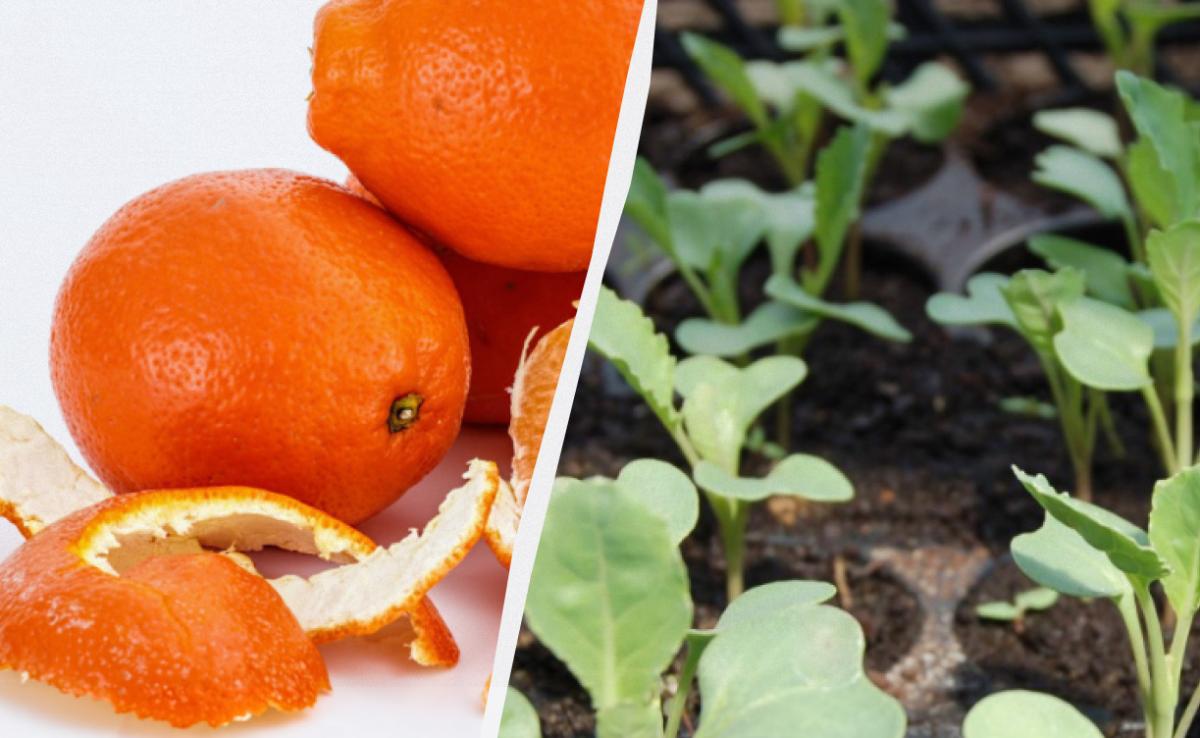 І добриво, і захист від шкідників: садівники розкрили, як використати шкірку апельсина