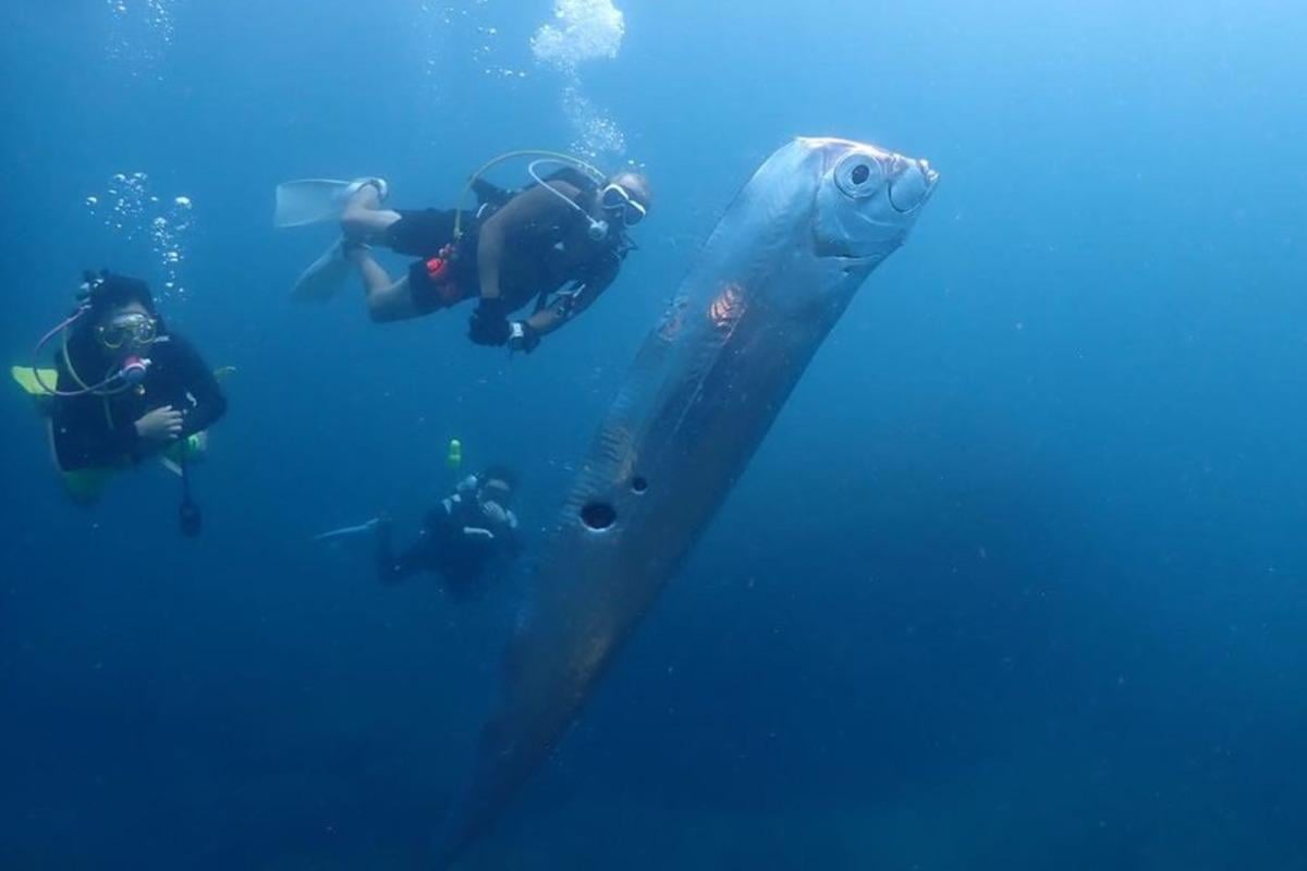 'Я ніколи не бачила подібного': у Мексиці на берег винесло рідкісних 'риб Судного дня'