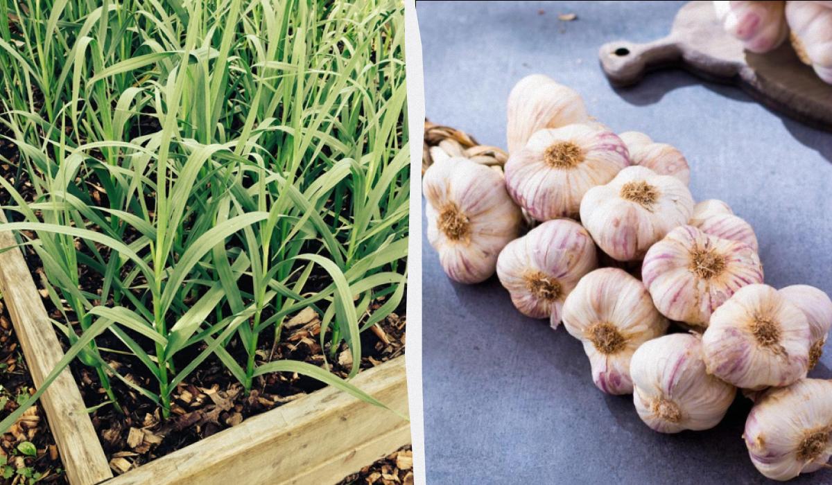 Як виростити часник на балконі: садівниця розповіла, що потрібно знати