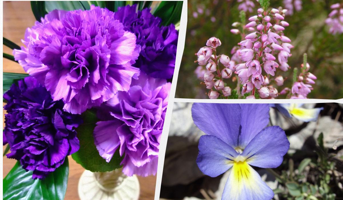 Які квіти ідеально ростуть у горщиках і контейнерах: садівники назвали топ-8
