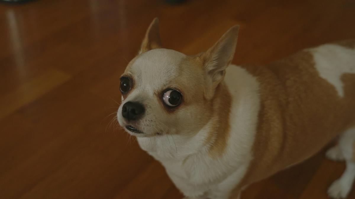 Що означає, коли собака дивиться на вас з-під лоба: експерти вказали на цікавий сигнал