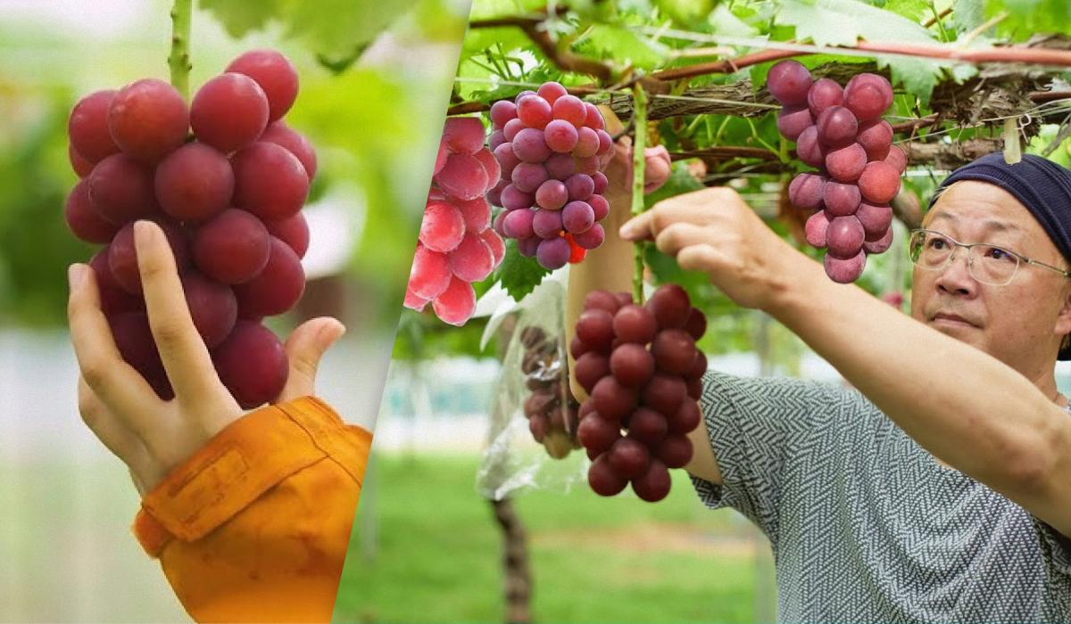 Які 10 найдорожчих продуктів у світі