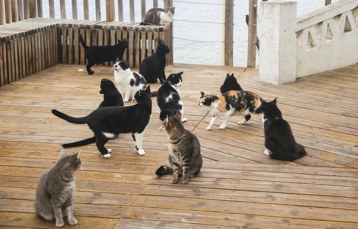 що означає забарвлення кота