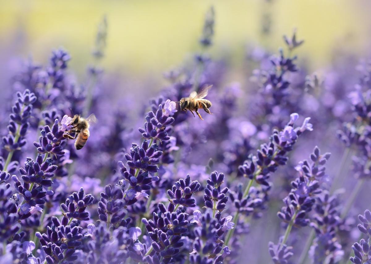 Бджоли орієнтуються не лише за сонцем і запахом: у них знайшли ще один 'компас'